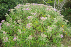 Vernonia comorinensis